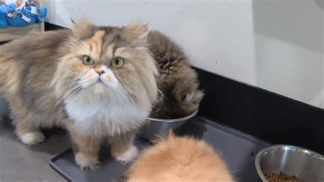 Seven Persian cats from Tampa find new home where former owners’ estate will compensate new owners